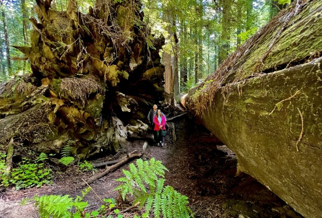 Redwood-National-Park-Private-VIP-Tours