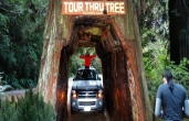 Redwood National Park: 4-Day Vacation Package