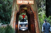 Redwood National Park: 4-Day Vacation Package