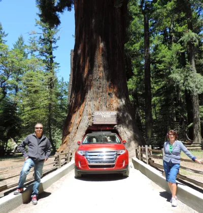 Step into the Land of Giants: Redwood National Par...