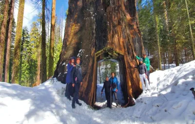 Winter tour: Sequoia snow spectacular